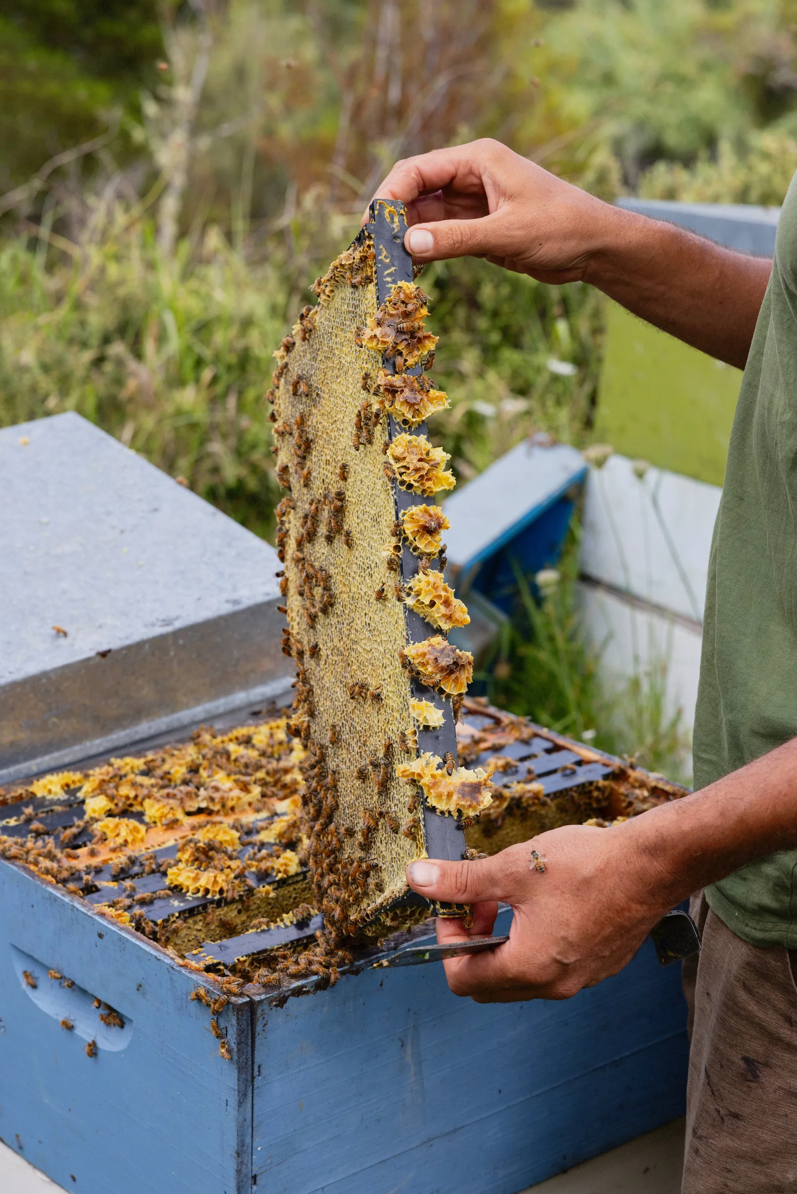 Beekeeper lifting a frame of bees and honeycomb out of a blue hive